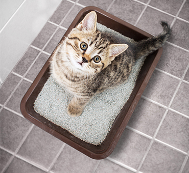 Cómo debe ser el arenero de tu gato: A todos nos gusta un aseo limpio,  accesible cuando lo necesites y tranquilo
