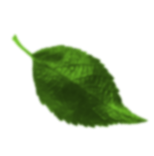 hoja