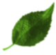 hoja